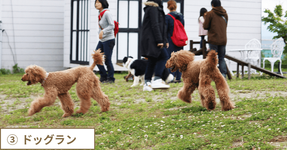 ③ ドッグラン